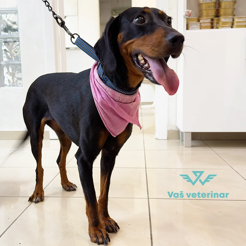 vas veterinar novi sad